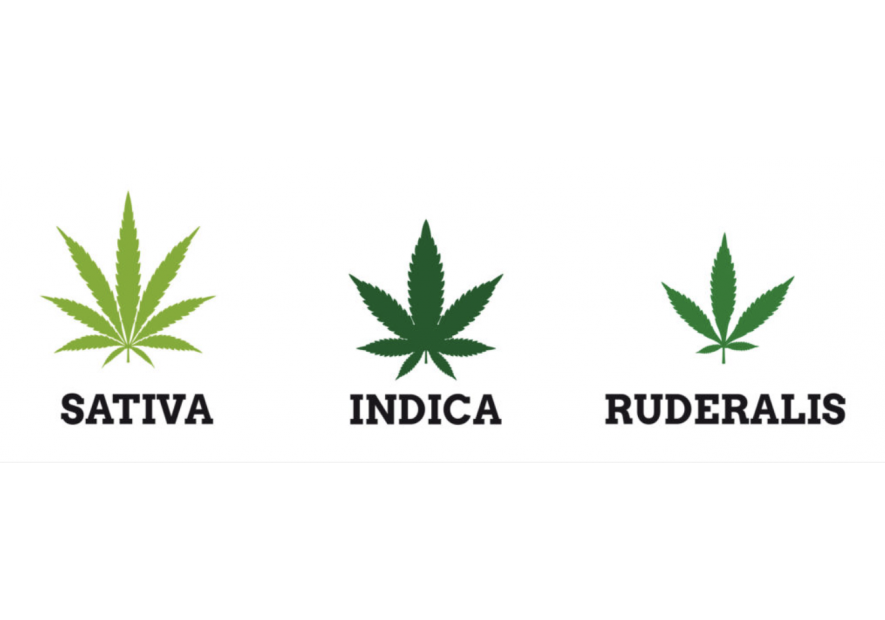 Quelle est la différence entre Cannabis Sativa, Cannabis Indica et Cannabis Ruderalis.